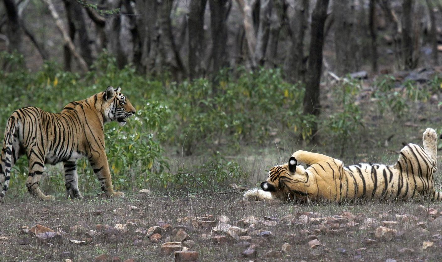 eco-tour-booking-engine-vacationlabs