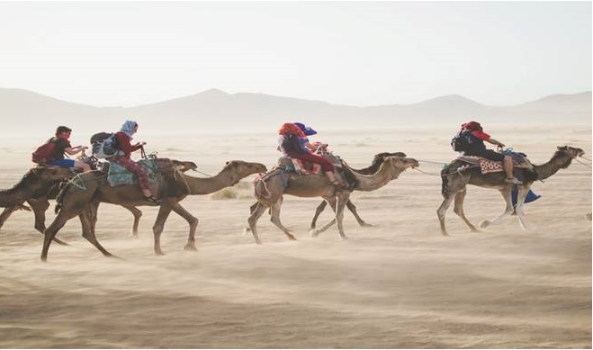 https://unsplash.com/search/camel?photo=oJofV8dZd_w