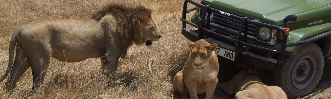 Wildlife Safari_Lion